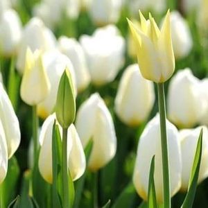 Meet your Posher, Johnna